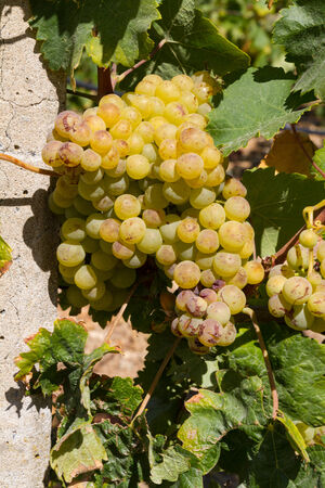 Selected varieties of healthy, ripe and juicy white grapes ready to be harvested.の写真素材