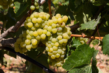 Selected varieties of healthy, ripe and juicy white grapes ready to be harvested.の写真素材