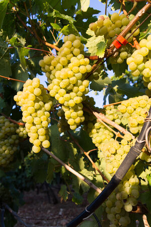 Selected varieties of healthy, ripe and juicy white grapes ready to be harvested.の写真素材