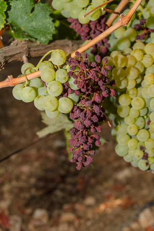 Wine grapes infected with the vinesparasite Mildew, a vines disease which causes the grapes and the plant to gradually dry の写真素材