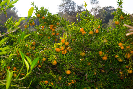 Fresh, ripe, juicy and tasty  tangerines on the trees ready to be harvested 