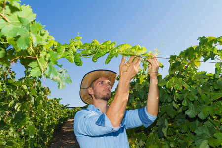 Young man, vine grower, walks through grape vines inspecting the fresh grape crop.の写真素材