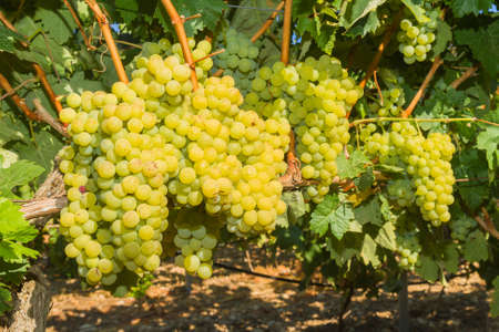 Vines with juicy ripe white grapes ready to be harvested.