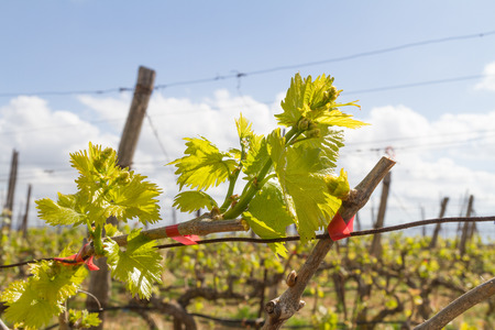 Rows of grapevines in spring time with young grape tendrils, and just emerging very tiny baby grapes starting to shape up.の写真素材