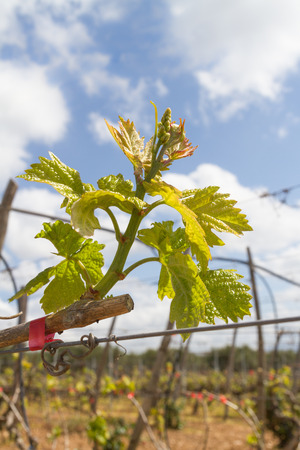 Rows of grapevines in spring time with young grape tendrils, and just emerging very tiny baby grapes starting to shape up.の写真素材