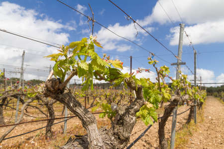 Rows of grapevines in spring time with young grape tendrils, and just emerging very tiny baby grapes starting to shape up.の写真素材