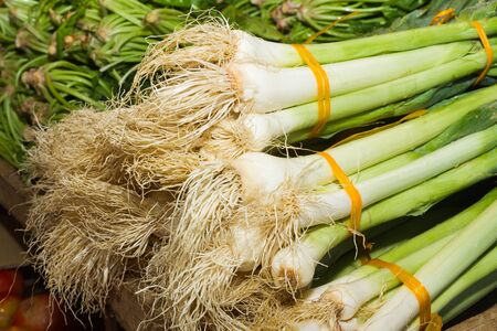 Health booster power health vegetable freshly harvested spring onions on an open air fruit market stand.の写真素材