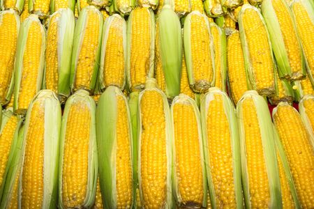 Health booster high protein vegetable freshly harvested corn on an open air fruit market stand.の写真素材