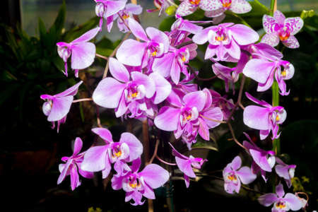 White-pink Orchid flowers close-up in the botanical garden. Lifestyle , wellness, romance, and fragrance concept. Selective focus.の写真素材