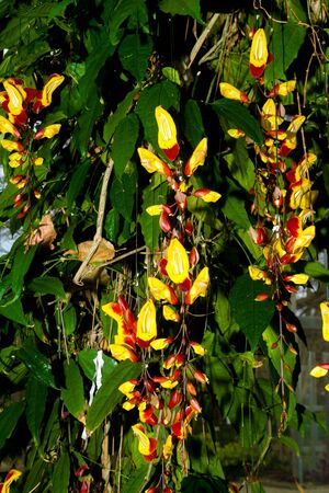 Yellow-red Orchid flowers close-up in the botanical garden. Lifestyle , wellness, romance, and fragrance concept. Selective focus.の写真素材