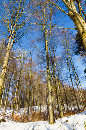 Beautiful white winter forest wonderland scenery in Lower Saxony Germany on a cold sunny day with clear blue sky.の写真素材