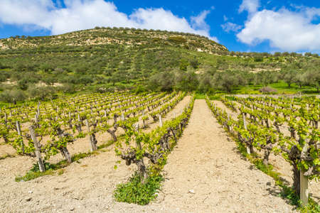 Grapevines in spring time, hill, olive trees and blue sky in backgroundの写真素材