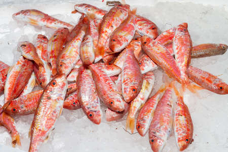 Fresh red mullets on ice