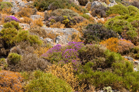 Thyme and origano plants on Lasithi Makrigialos mountains. Southwest Crete, Greece.の写真素材