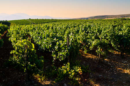 Vineyards early morning panoramic view of famous Alagni hills region, in summer. Heraklion, Crete, Greece.の写真素材