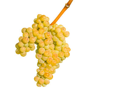 Archanes region ripened Soultana grapes branch isolated on white background. Heraklion, Crete, Greece.の写真素材