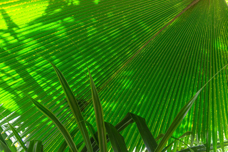 Fan Palm leaf in the garden. Exotic green tropical Saribus Rotundifolius, or Anahaw, or Washingtonia Robusta is native palm in southeast Asia and tropical climatesの写真素材