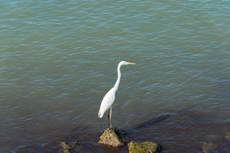 Great white heron with stretched neck standing on a sea rock looking for fish to catch.の写真素材