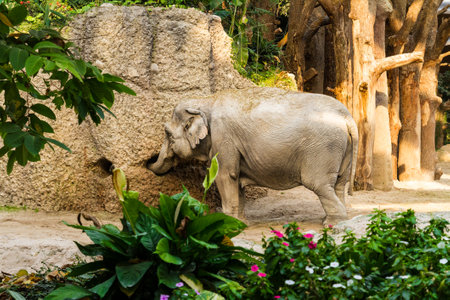 Unique photograph. Elephant in captivity in the zoo.の写真素材