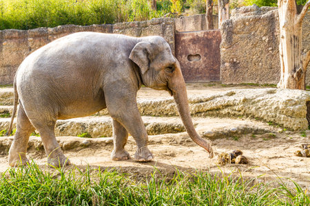Unique photograph. Elephant in captivity in the zoo.の写真素材
