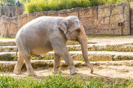 Unique photograph. Elephant in captivity in the zoo.の写真素材