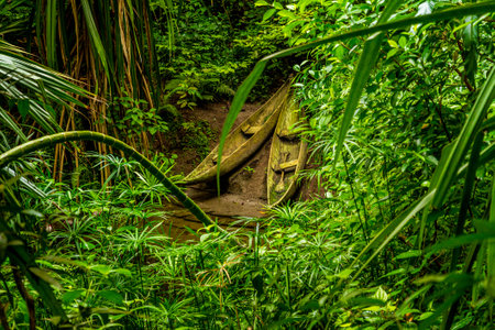 Old indigenous wooden dugout canoe in dense wet rainforest nature park.の写真素材