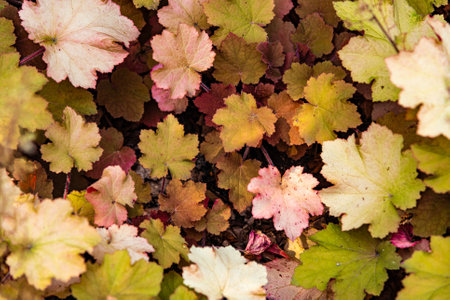 Garden soft pastel autumn colors flower plant beds with yellow, orange, red, beige and brown leaves background.の写真素材