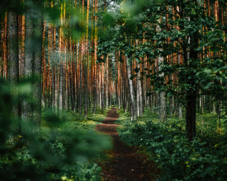 Golden Trees Behind Green Leavesの写真素材