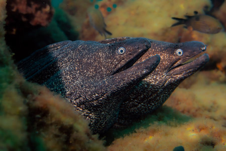 Giant moray eel (Gymnothorax auratus)の写真素材