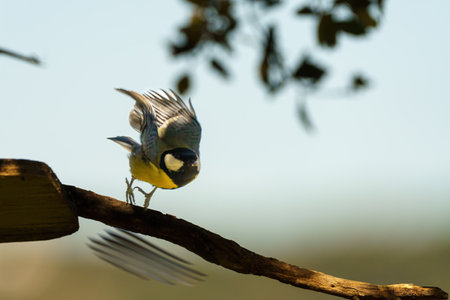 Blue Tit perched on a tree feeder starting flyの素材 [FY310203396843]