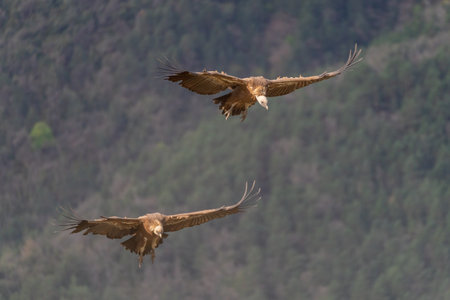 Pair of griffon vultures flying with forest in the backgroundの写真素材