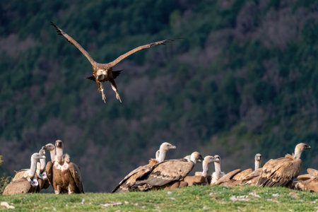 Griffon vultures landing on the ground on other roosting vulturesの写真素材