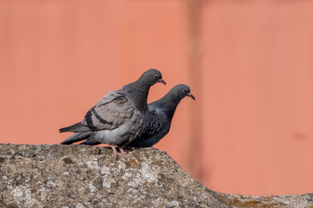 Pair of pigeons on stone wall looking onの写真素材