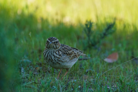 Northern chickadee bird foraging on the forest floorの写真素材