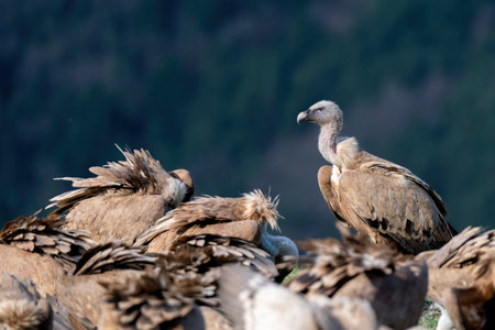 griffon vulture perched around a flock of vulturesの写真素材