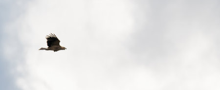 Griffon vulture flying in a white sky