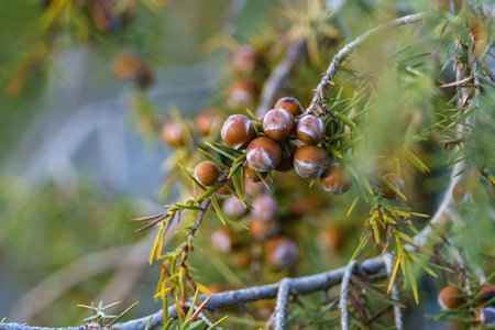 Fruit on tree in spring with the taste of the countryside at dawn