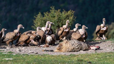 Group of griffon vultures looking at a dead sheep on the groundの写真素材