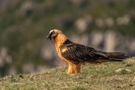 Adult bearded vulture perched on grassy groundの写真素材