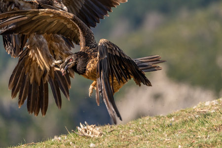 Young bearded vulture fighting to save his beak boneの写真素材
