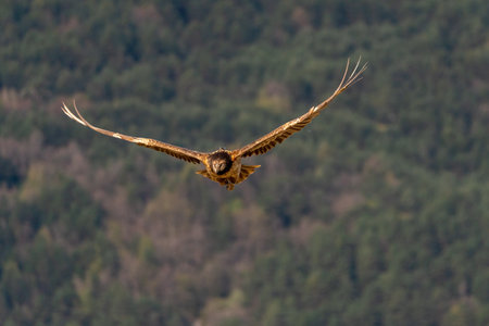 young bearded vulture flying with forest background out of focusの写真素材
