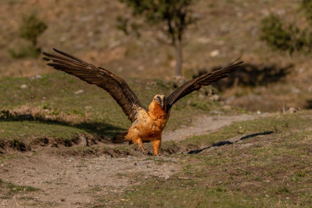 Adult Bearded Vulture landing on the ground with open wingsの写真素材