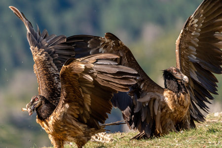 Young bearded vulture fighting to save his beak bone