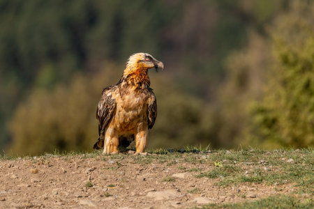 Adult bearded vulture perched on grassy groundの写真素材