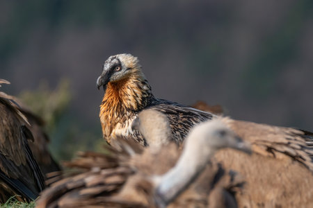 Adult Bearded Vulture watching and perched among griffon vulturesの写真素材