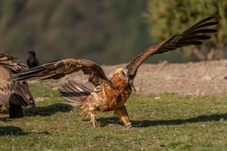 Adult Bearded Vulture initiating flight with a bone in its beakの写真素材