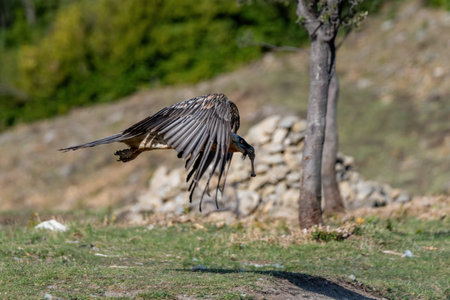 Adult Bearded Vulture with a bone in its beak and flying through trees