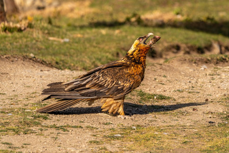 Adult bearded vulture perched on the ground eating a sheep's legの写真素材