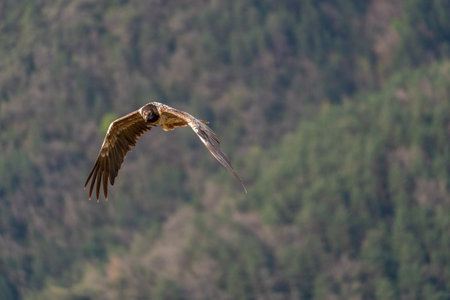 young bearded vulture flying with forest background out of focus