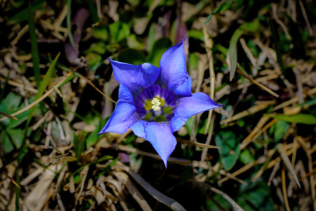 Purple flower with white pistils in spring foregroundの写真素材